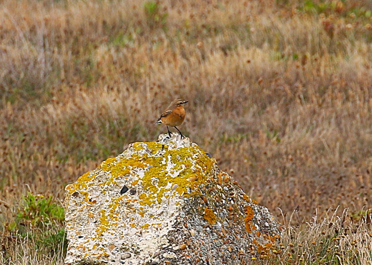 Northern Wheatear (Eurasian) - ML641138565