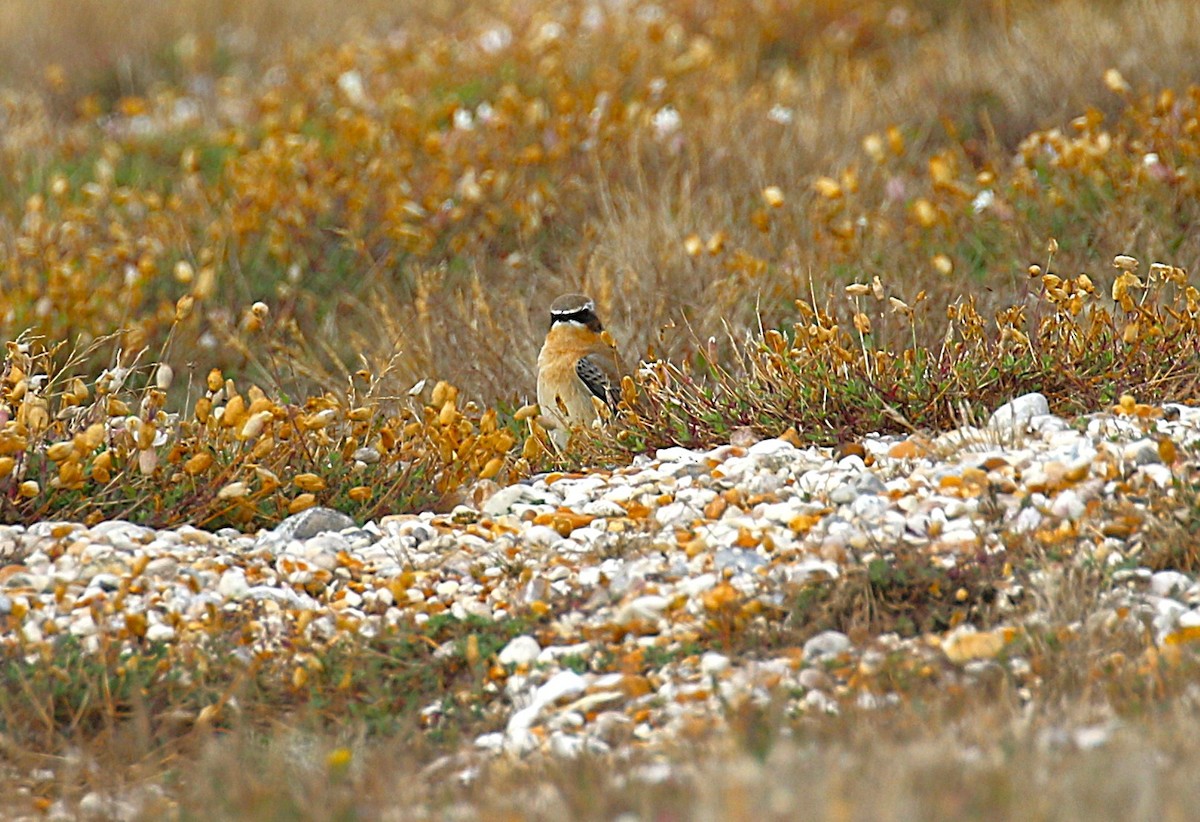 Northern Wheatear (Eurasian) - ML641138566