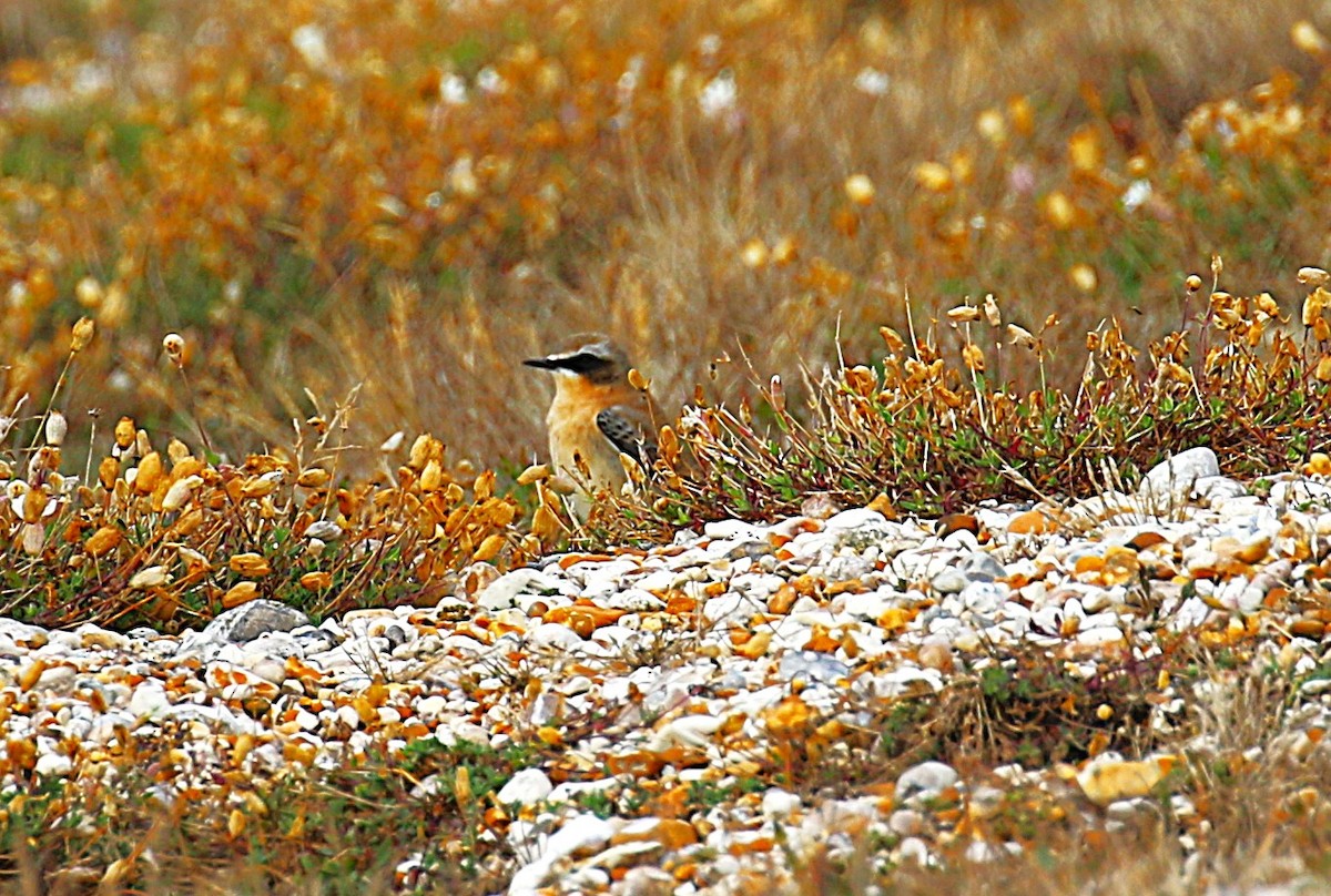 Northern Wheatear (Eurasian) - ML641138567