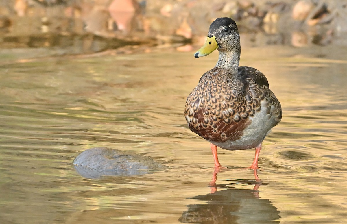 Mallard - ML641138581