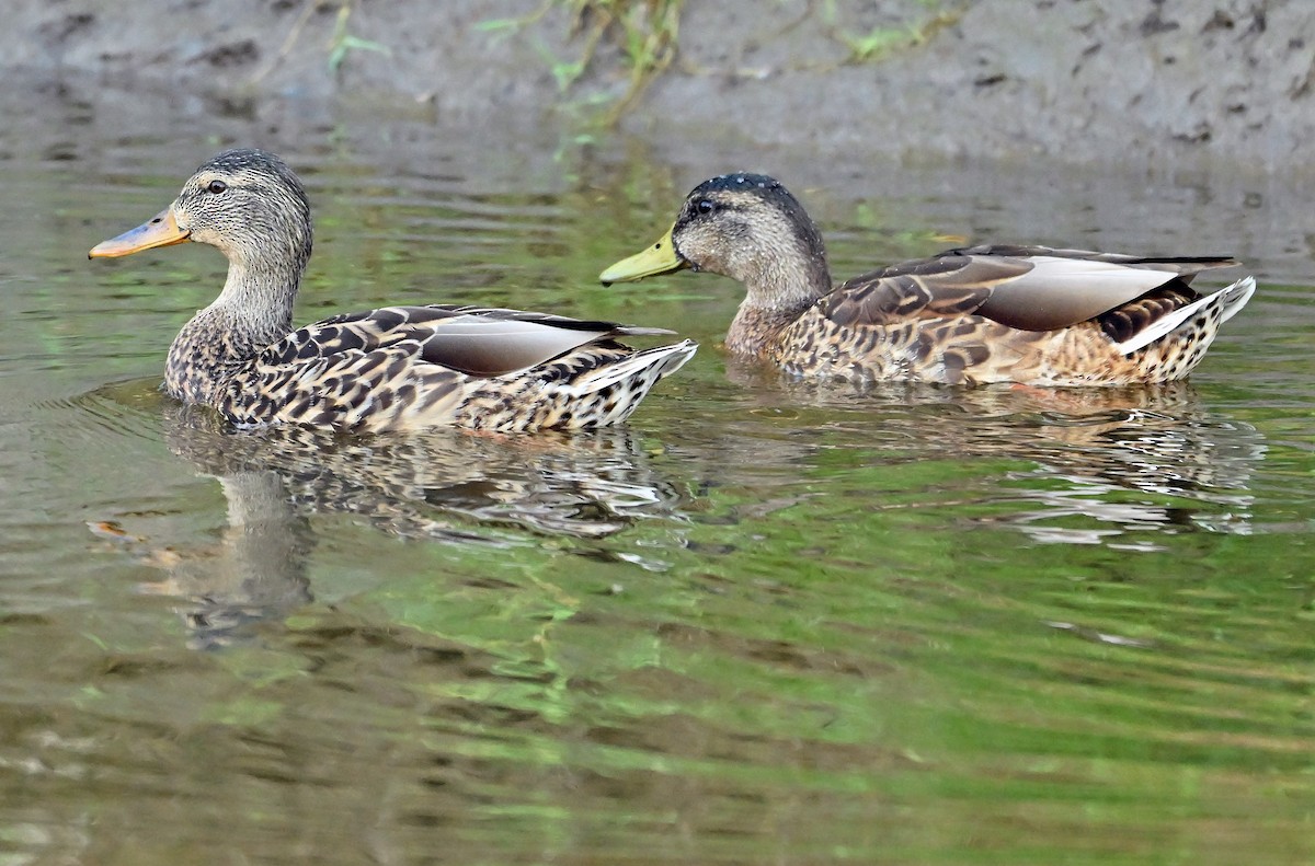 Mallard - ML641138585