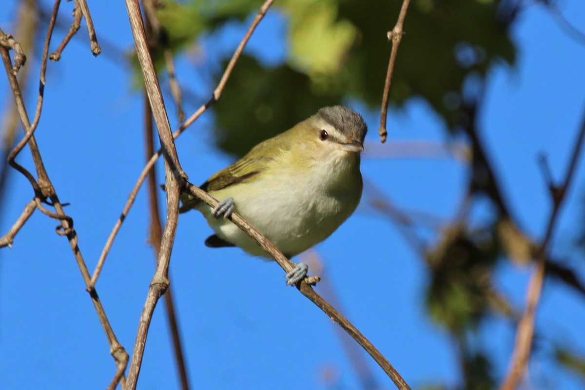 アカメモズモドキ - ML641138587