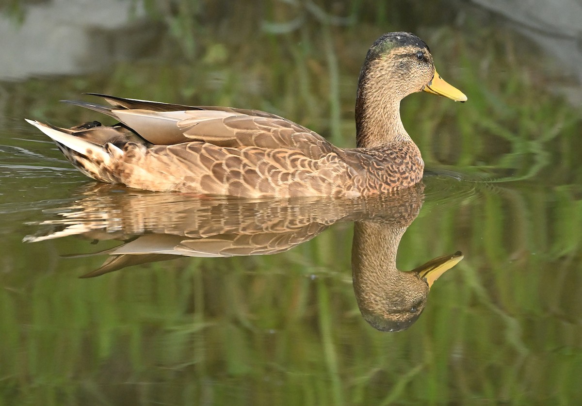 Mallard - ML641138588