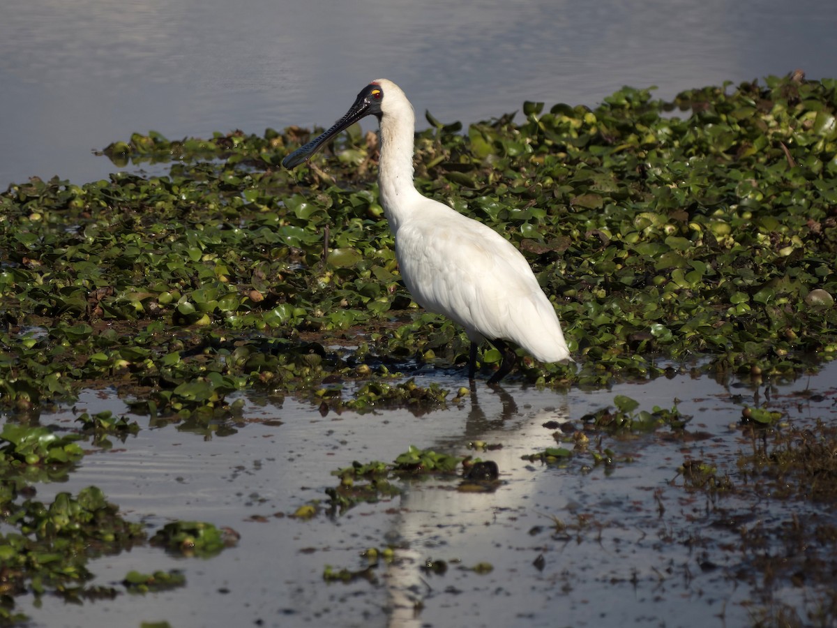 Royal Spoonbill - ML641138591