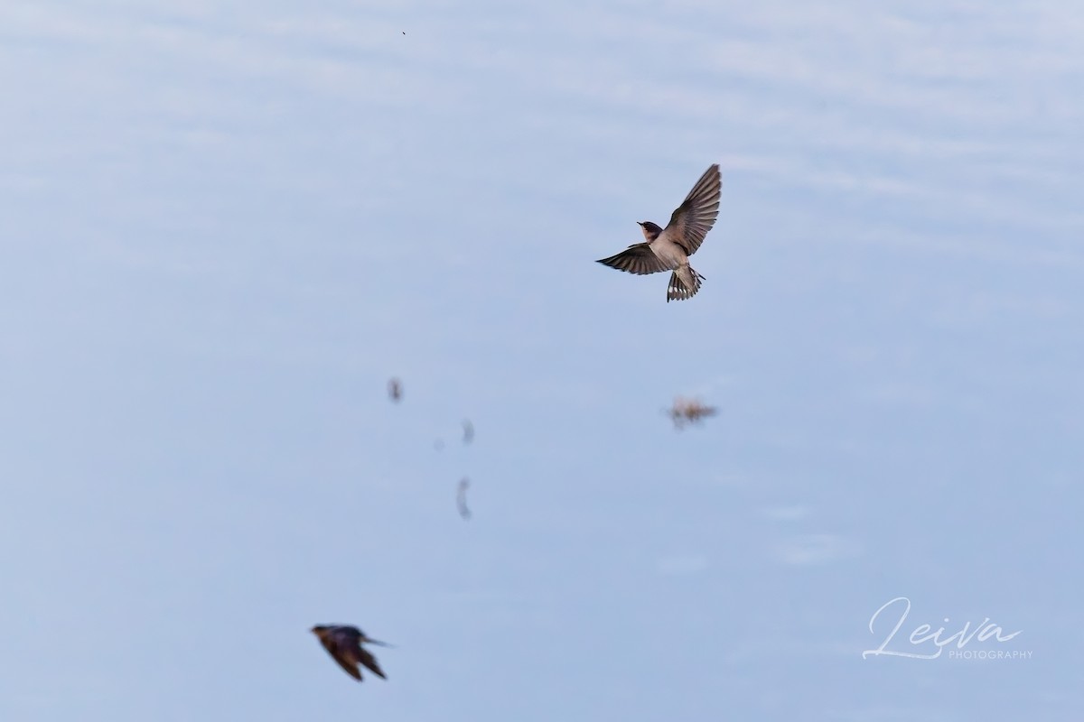 Barn Swallow - ML641138612