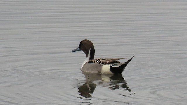 Northern Pintail - ML641138621