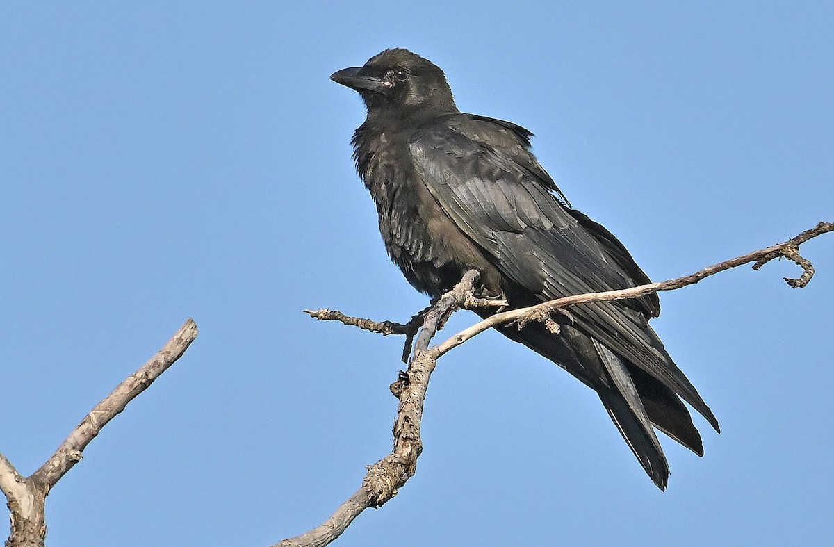 vrána americká - ML641138629