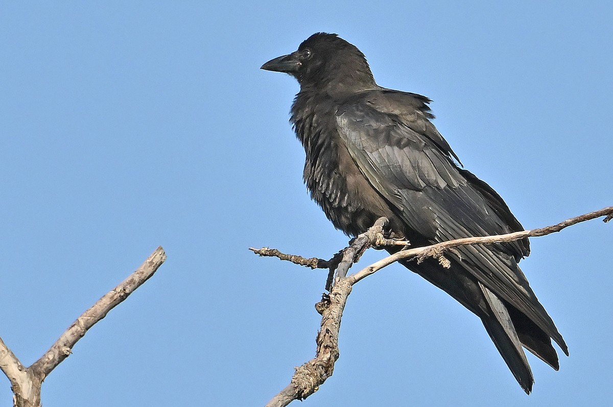 vrána americká - ML641138631
