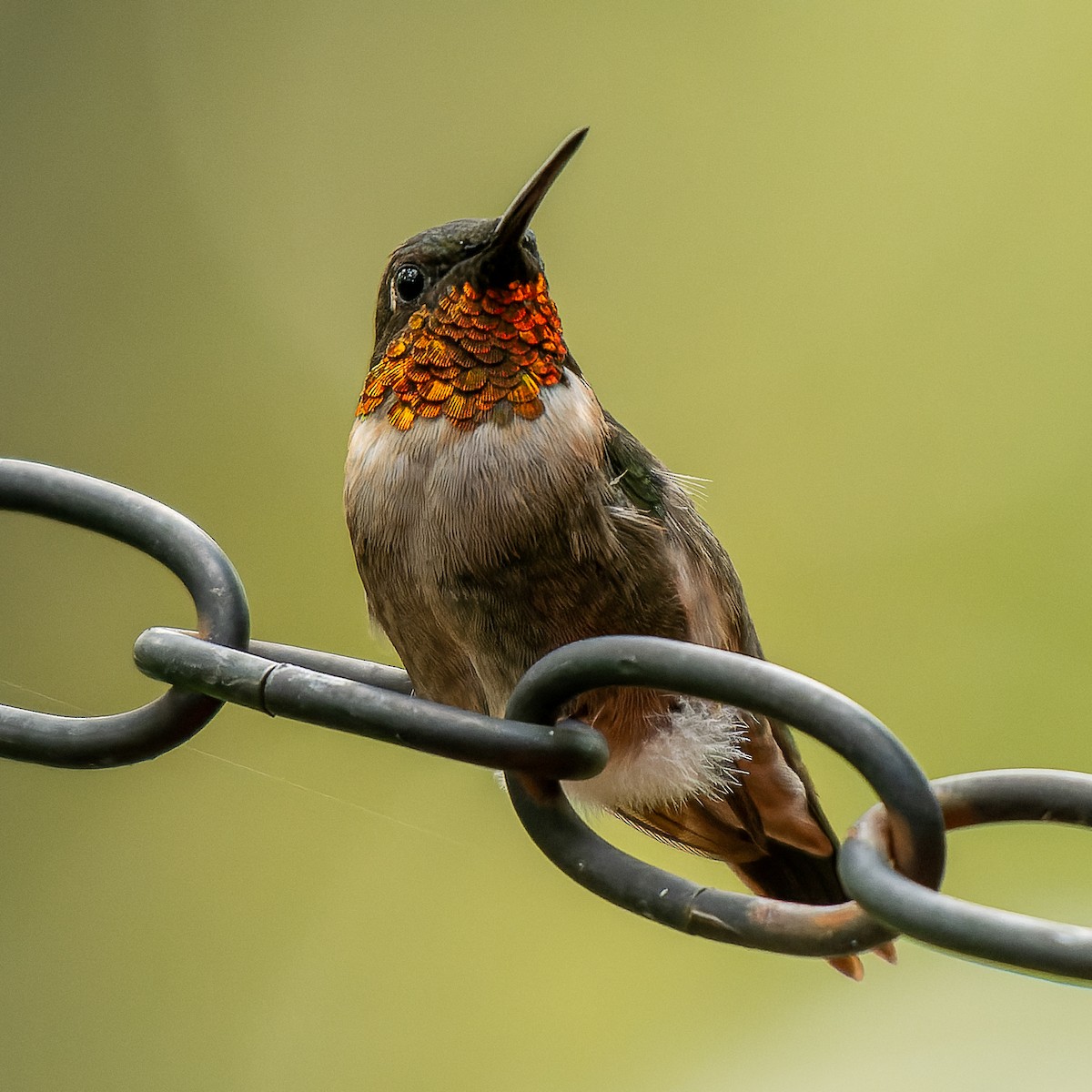 Ruby-throated Hummingbird - ML641138639
