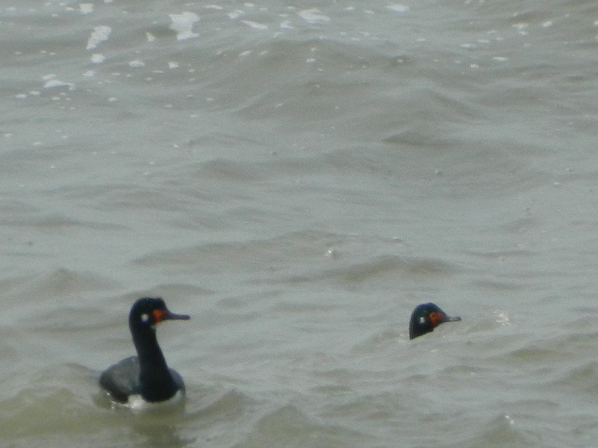 Magellanic Cormorant - ML641138643