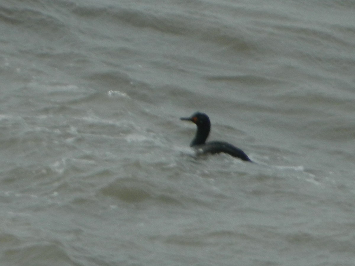 Magellanic Cormorant - ML641138654