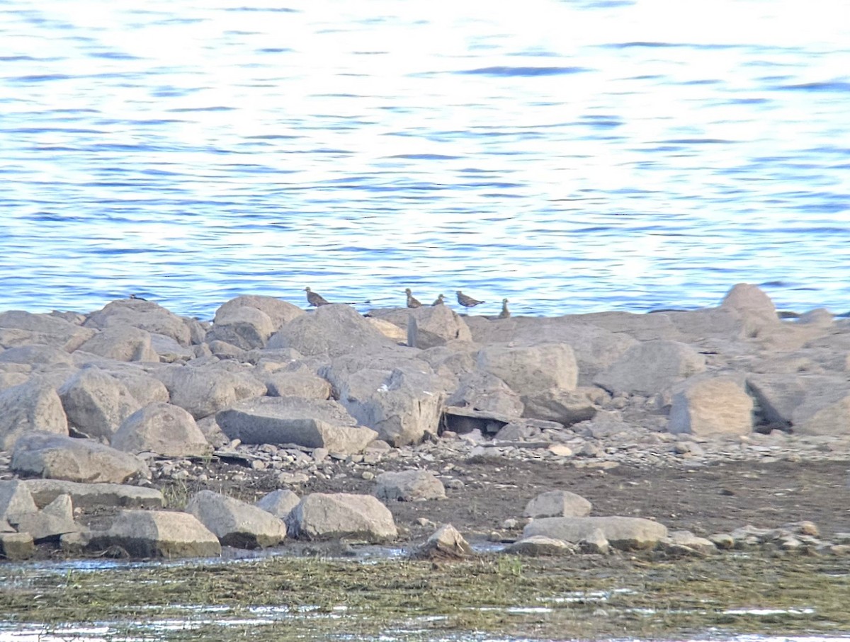 American Golden-Plover - ML641138657