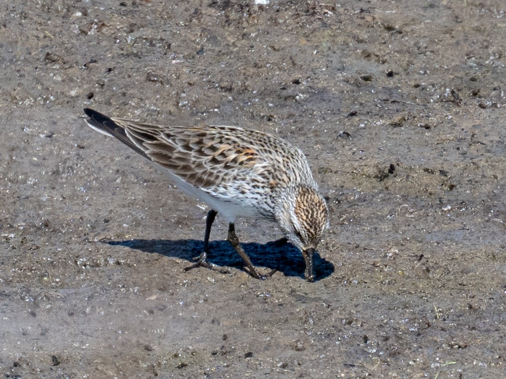 White-rumped Sandpiper - ML641138658