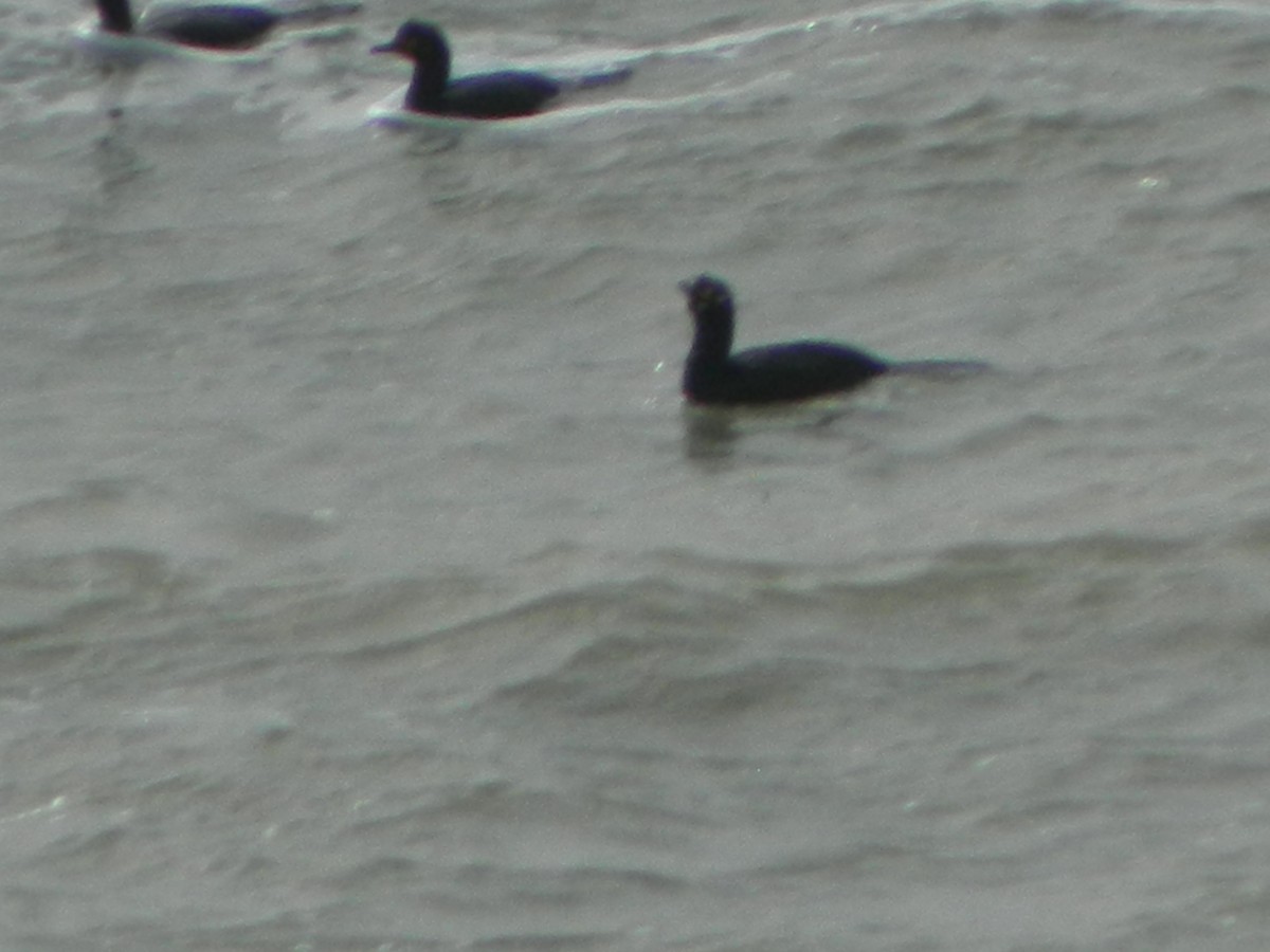 Magellanic Cormorant - ML641138663