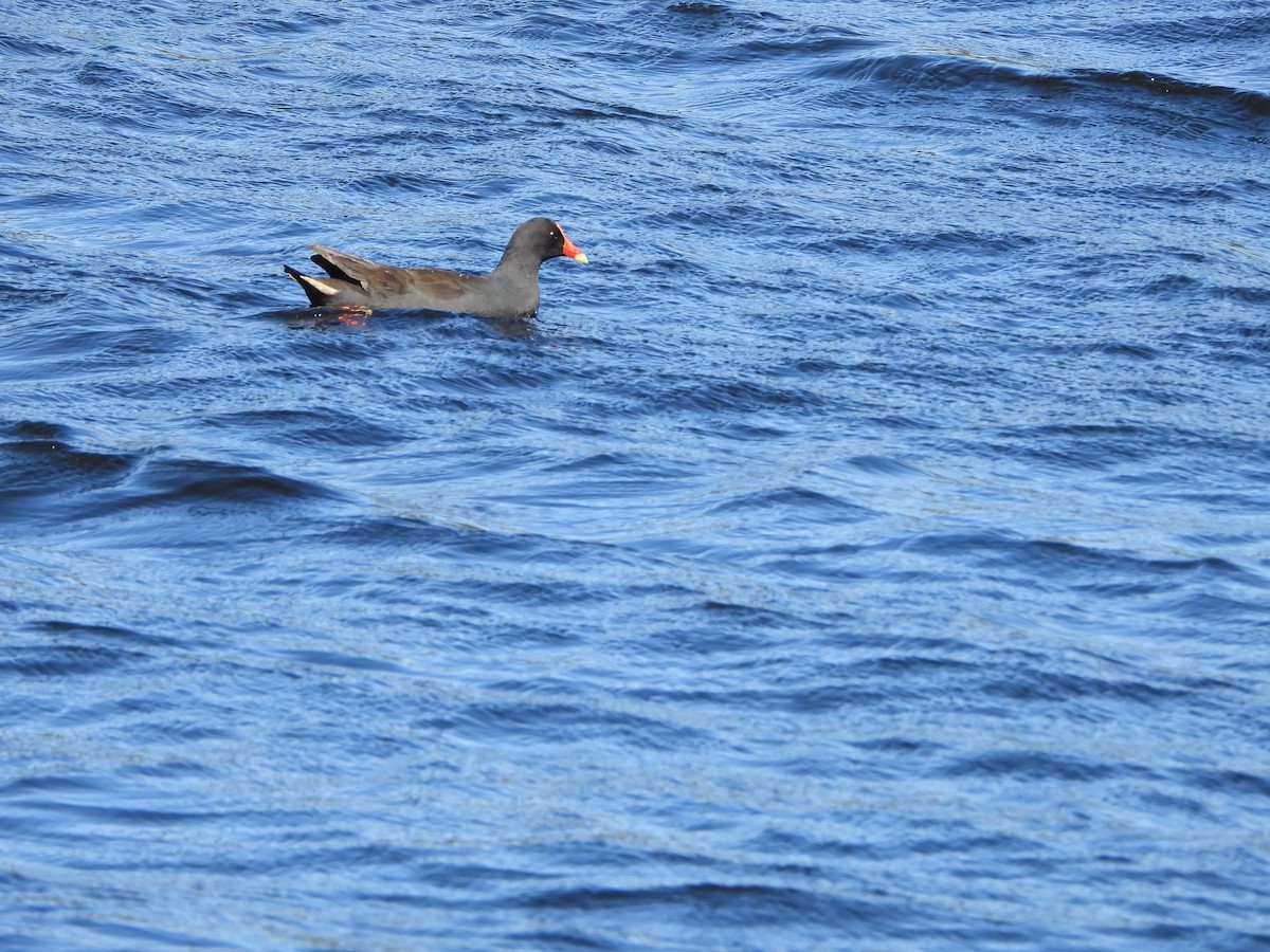 Dusky Moorhen - ML641138666