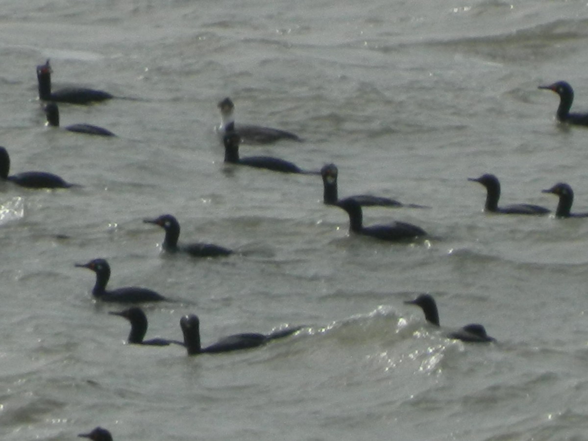 Magellanic Cormorant - ML641138670