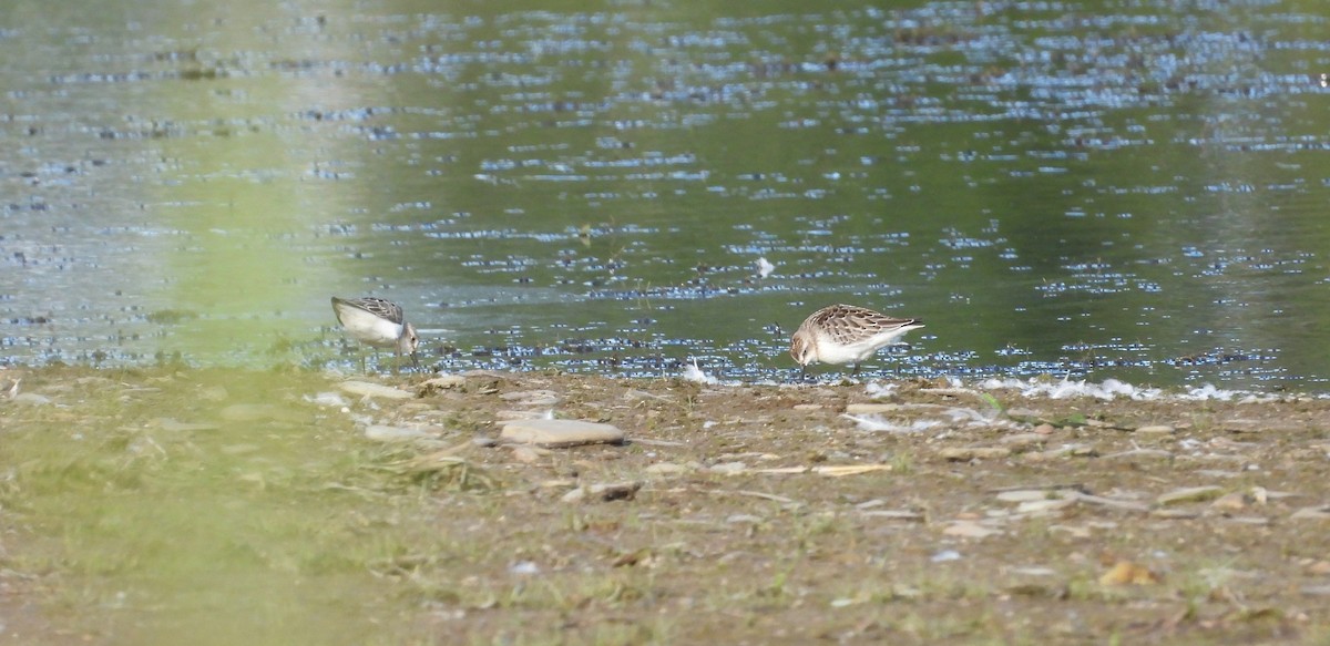 Semipalmated Sandpiper - ML641138673