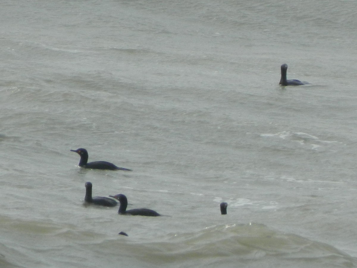 Magellanic Cormorant - ML641138712