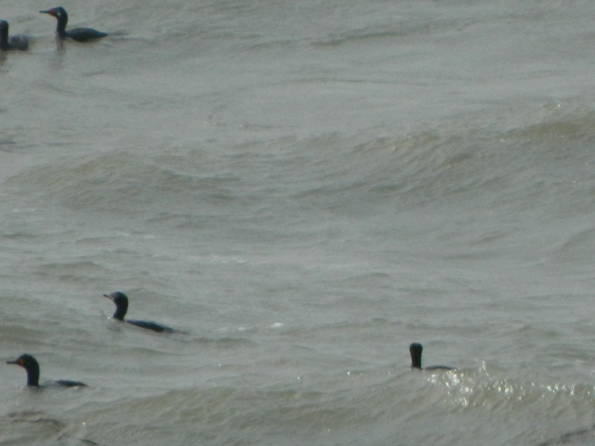 Magellanic Cormorant - ML641138716