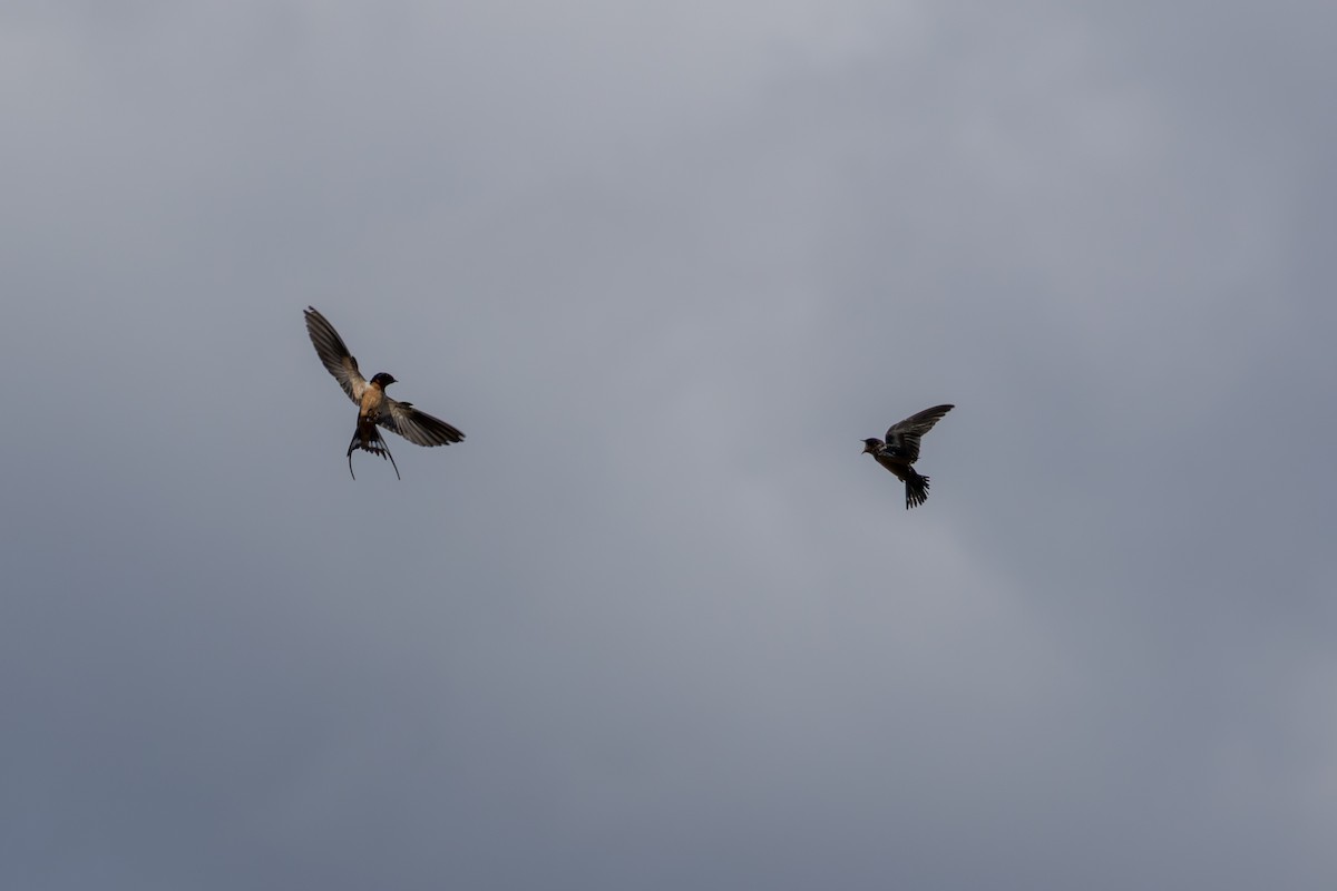 Barn Swallow - ML641138718