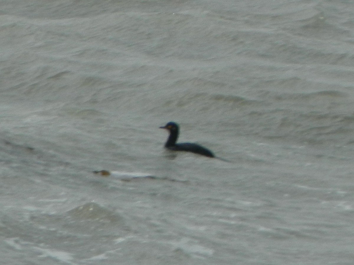 Magellanic Cormorant - ML641138730
