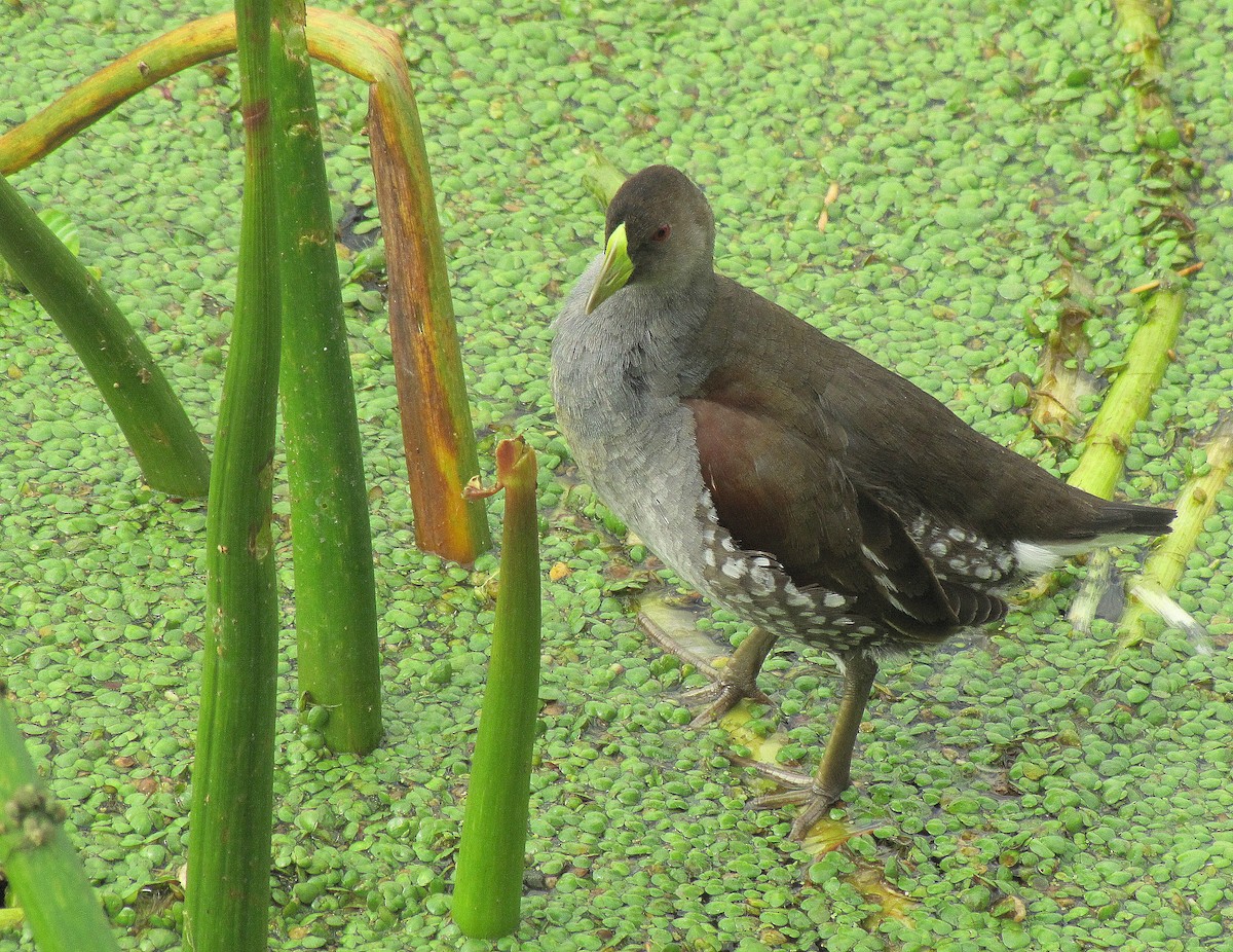 Spot-flanked Gallinule - ML641138765