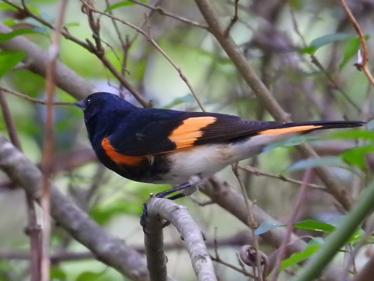 American Redstart - ML641138770