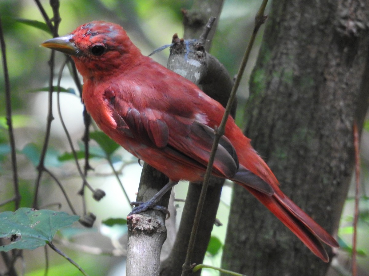 Summer Tanager - ML641138782