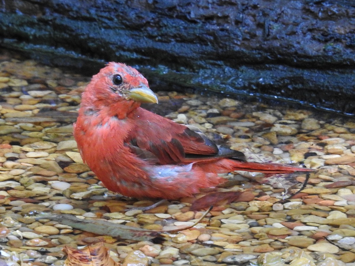 Summer Tanager - ML641138815