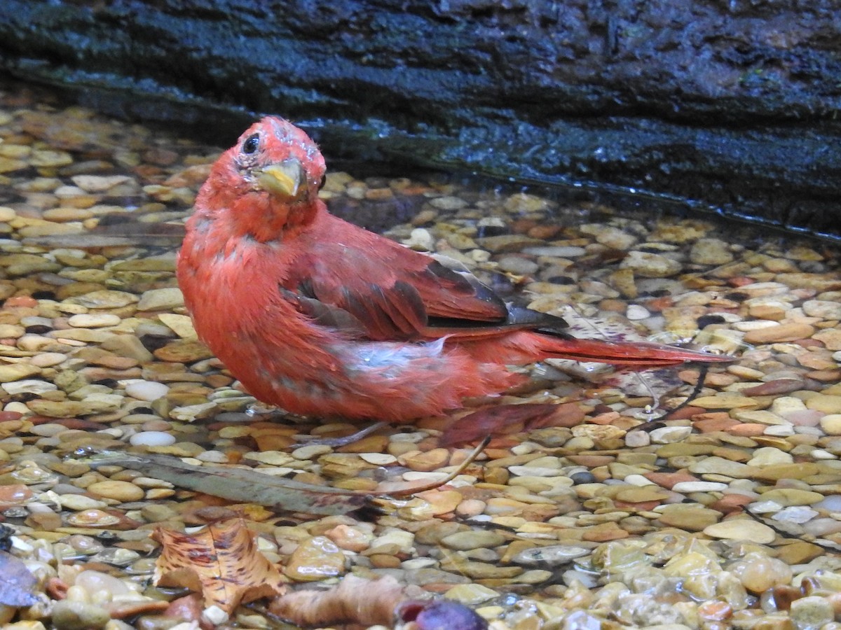 Summer Tanager - ML641138827