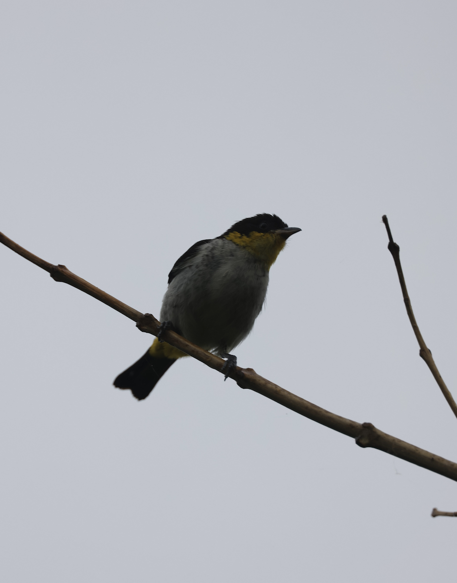 Yellow-backed Tanager - ML641138832