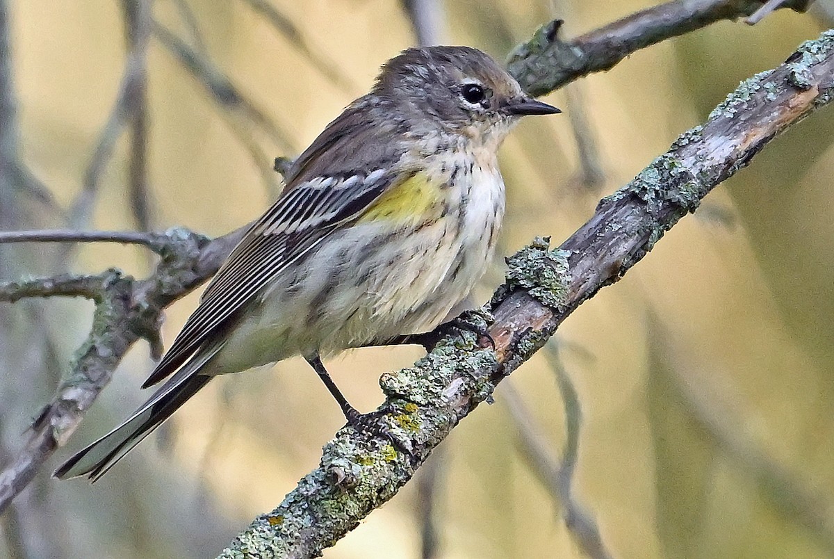 Yellow-rumped Warbler - ML641138860