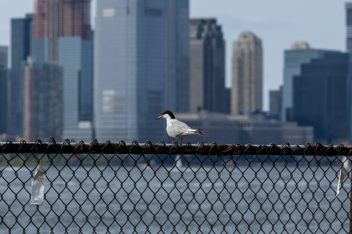 Forster's/Common Tern - ML641138901