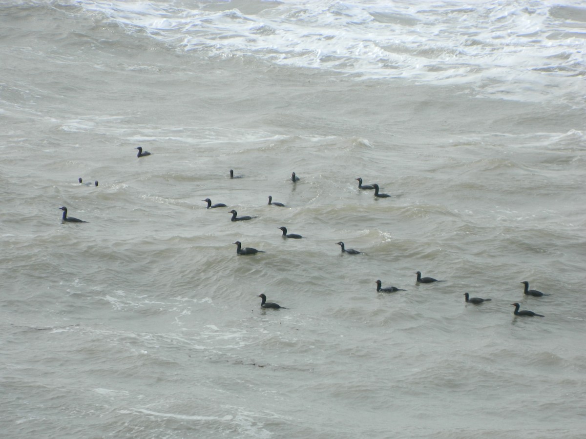 Magellanic Cormorant - ML641138910