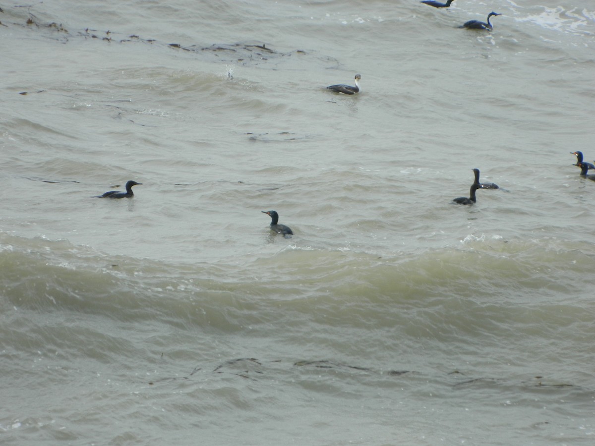 Magellanic Cormorant - ML641138921