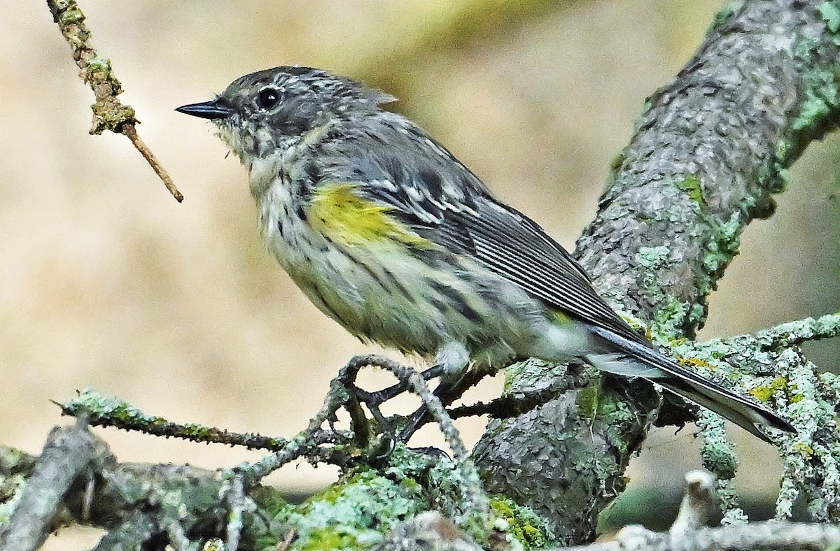 Yellow-rumped Warbler - ML641138926