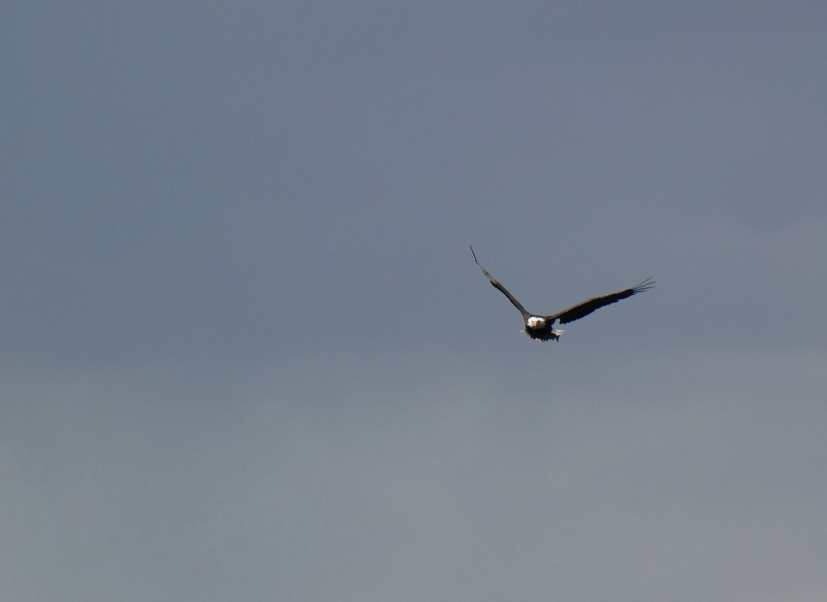 Bald Eagle - ML641138931