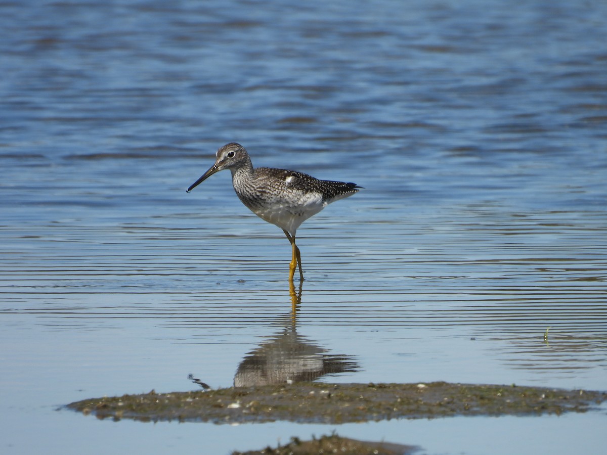plystresnipe - ML641138941