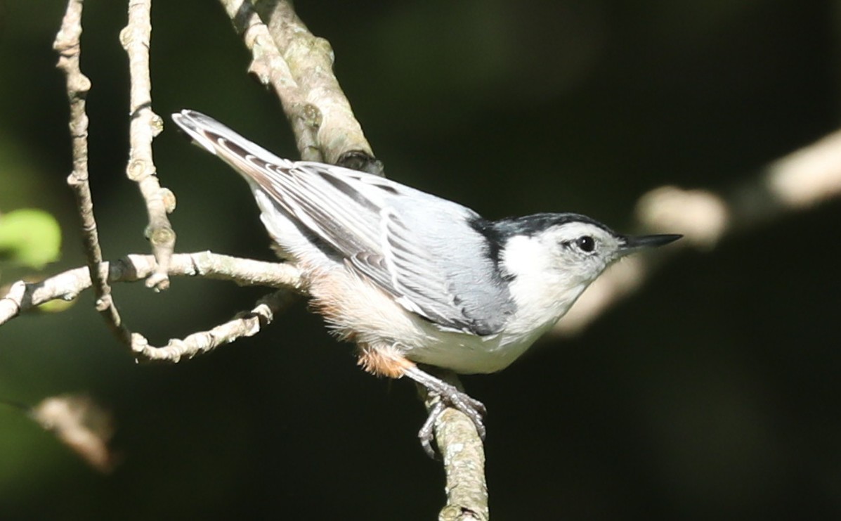 White-breasted Nuthatch - ML641138945
