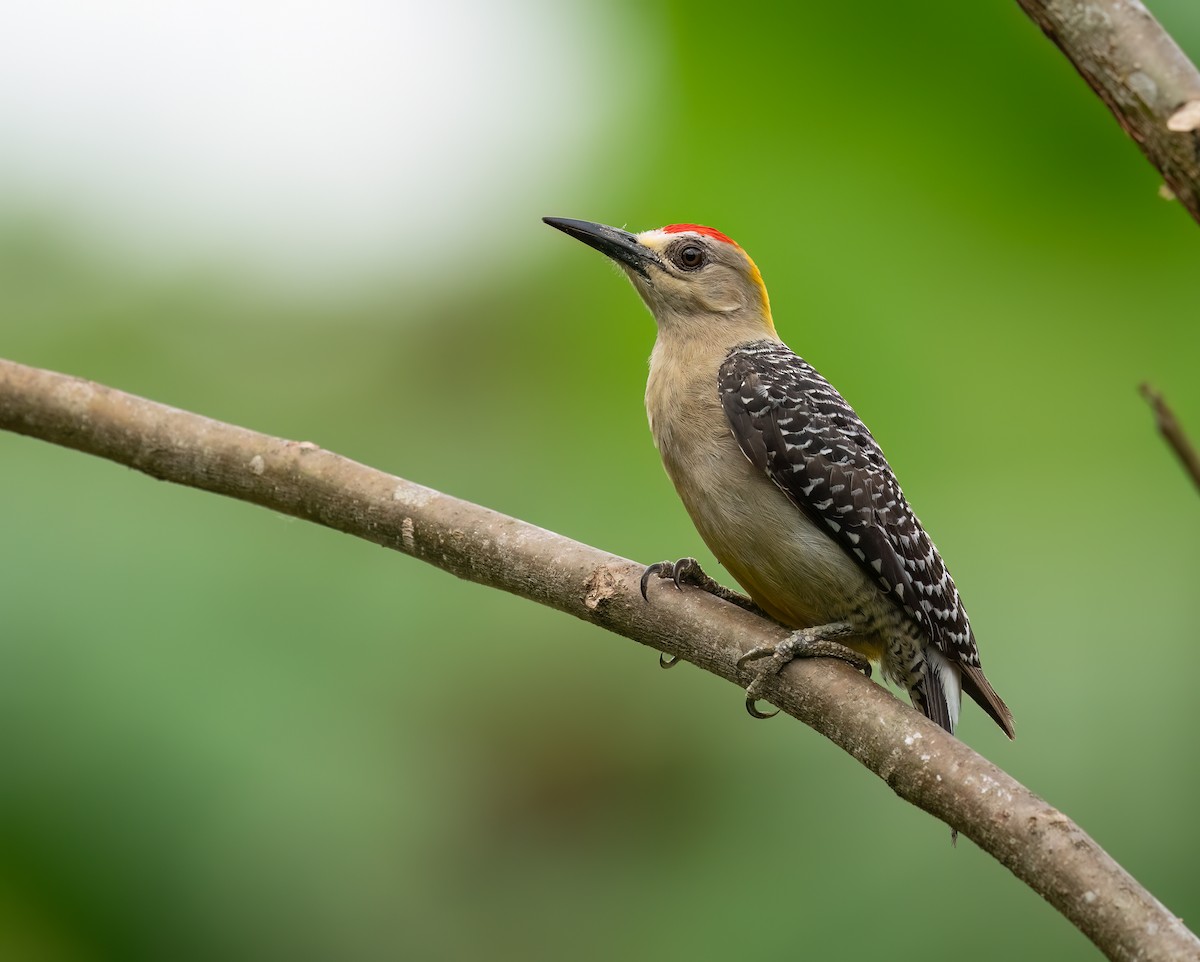 Hoffmann's Woodpecker - ML641138956