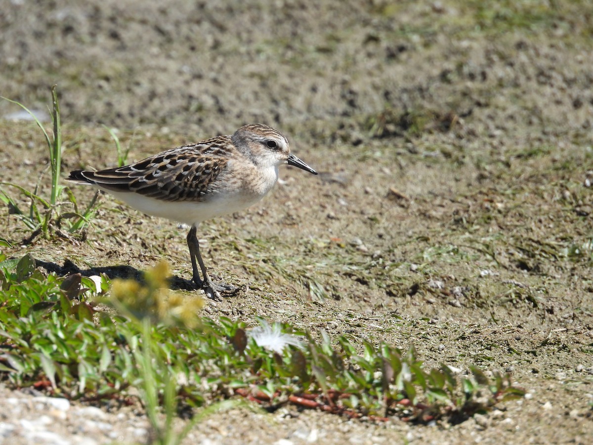 Semipalmated Sandpiper - ML641138957
