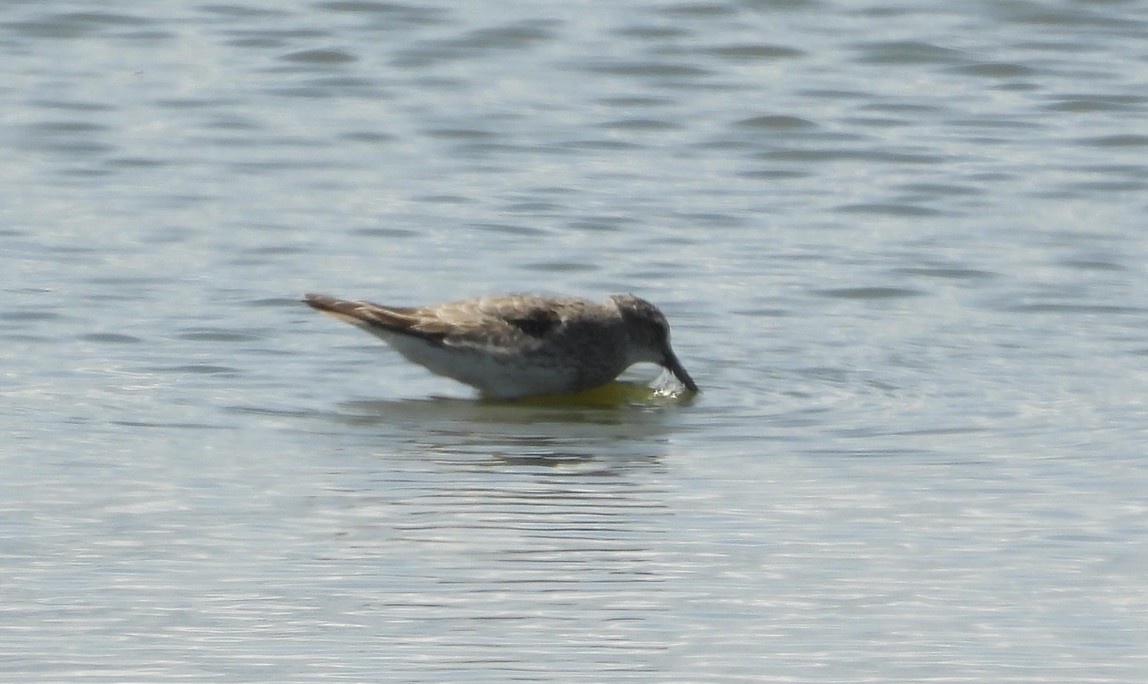 White-rumped Sandpiper - ML641138959
