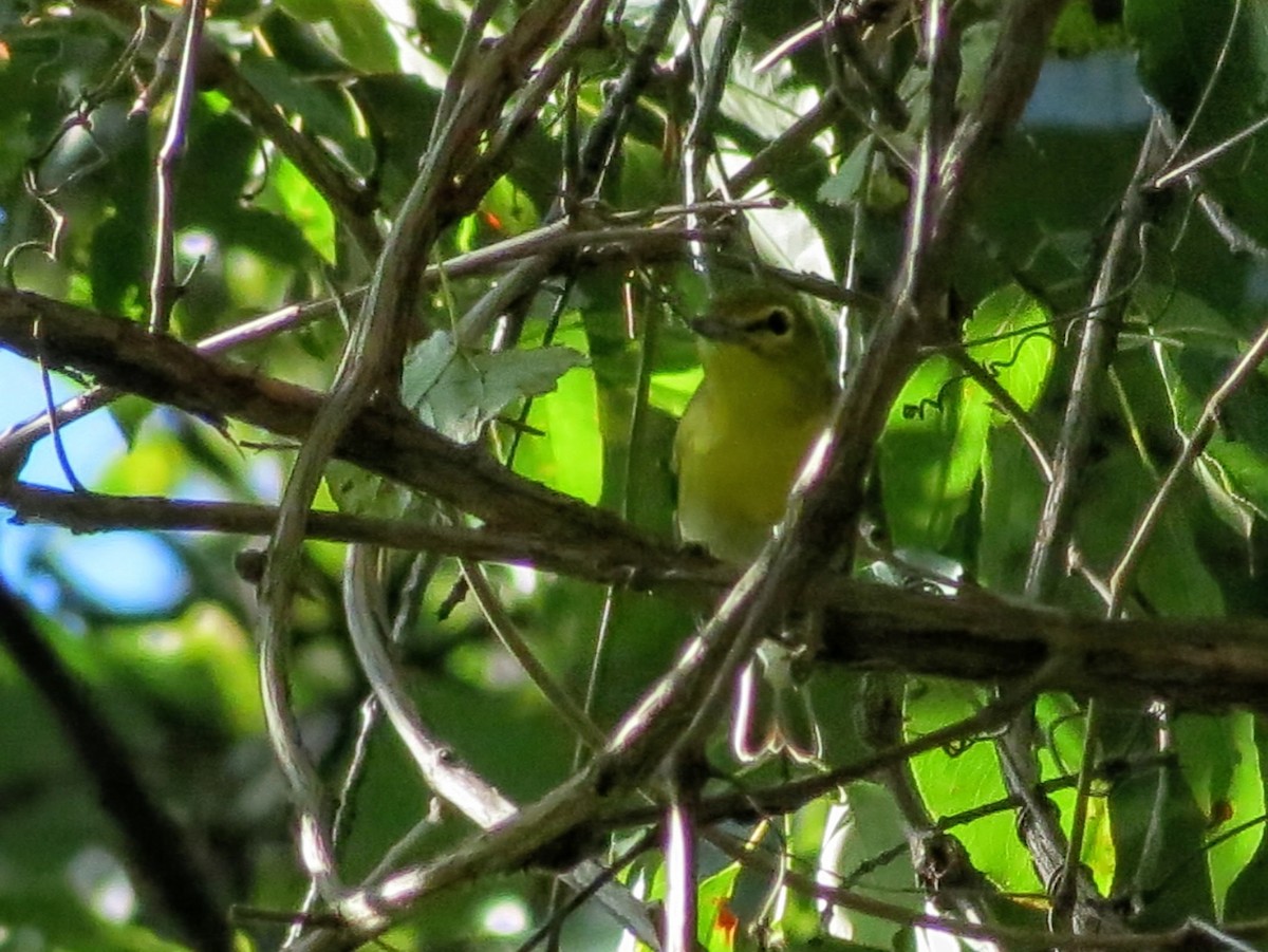 Yellow-throated Vireo - ML641138967