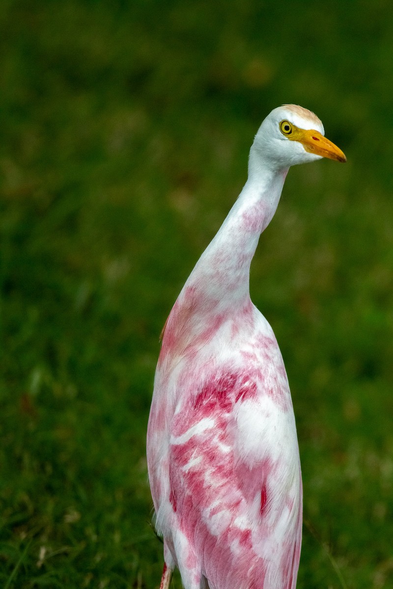 volavka rusohlavá - ML641138982