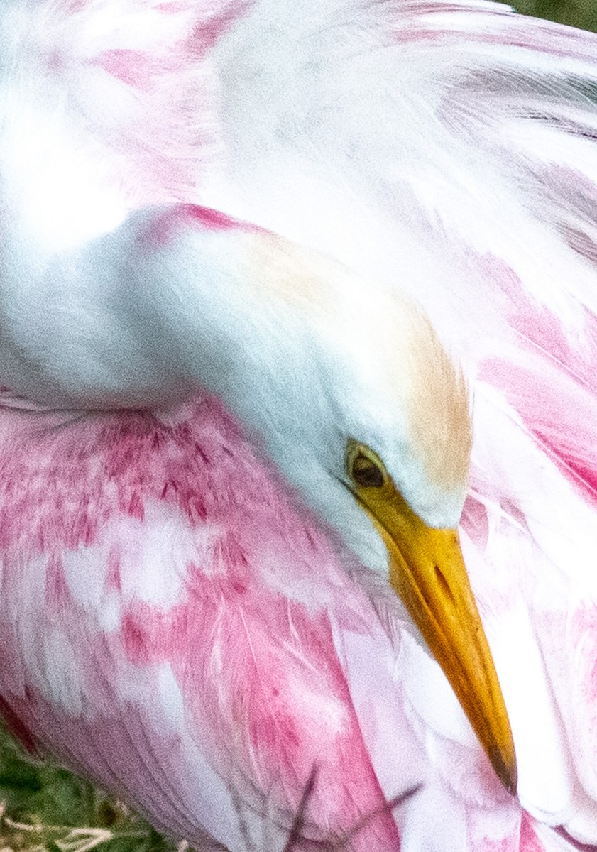 volavka rusohlavá - ML641138983