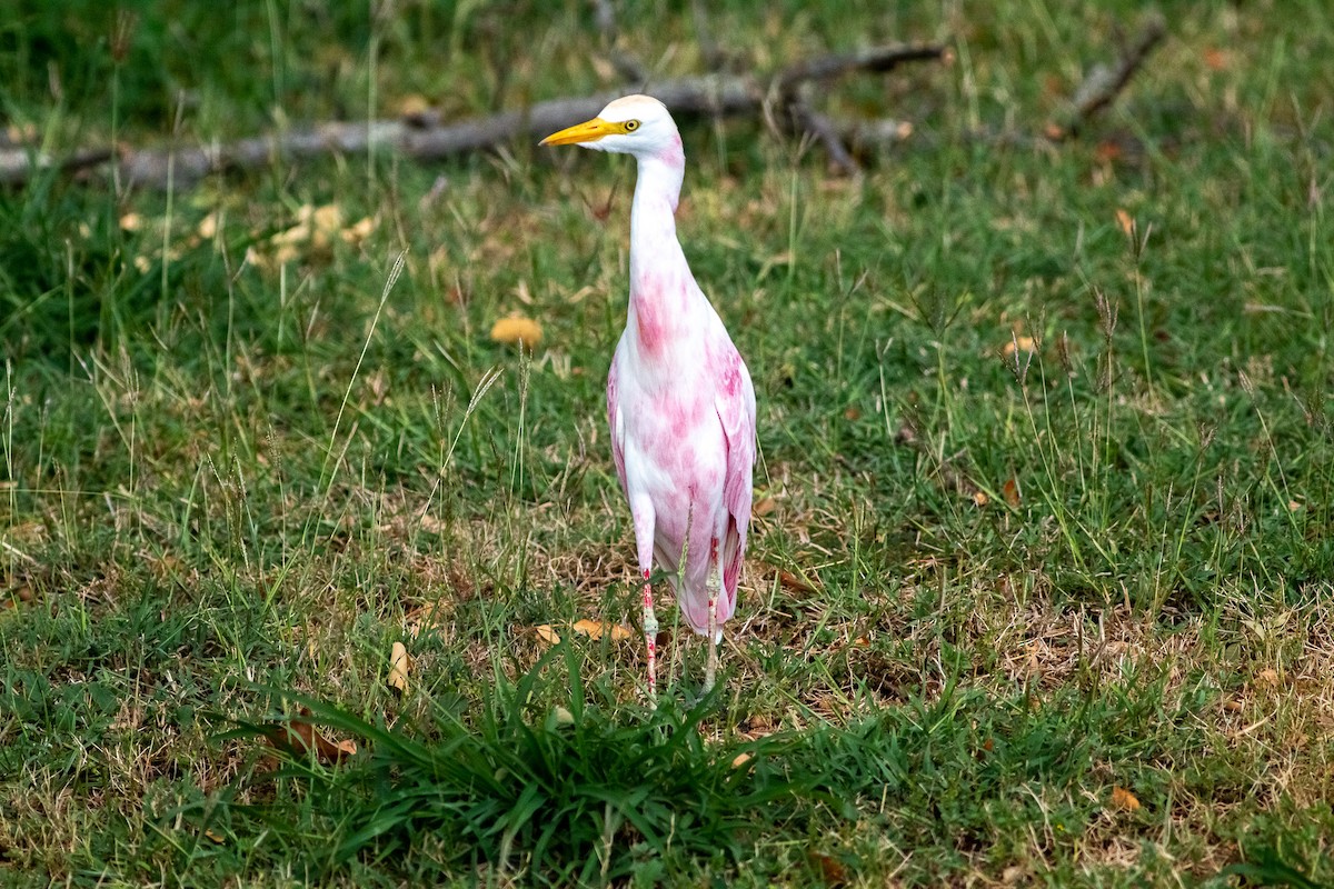 volavka rusohlavá - ML641138984