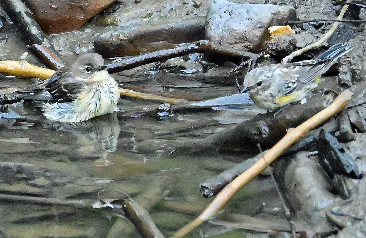 Yellow-rumped Warbler - ML641138985