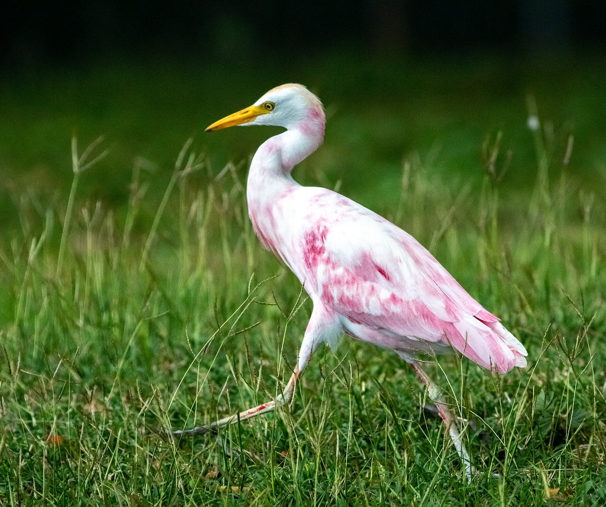 volavka rusohlavá - ML641138986