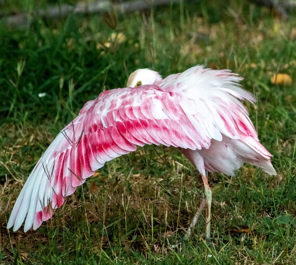 volavka rusohlavá - ML641138987