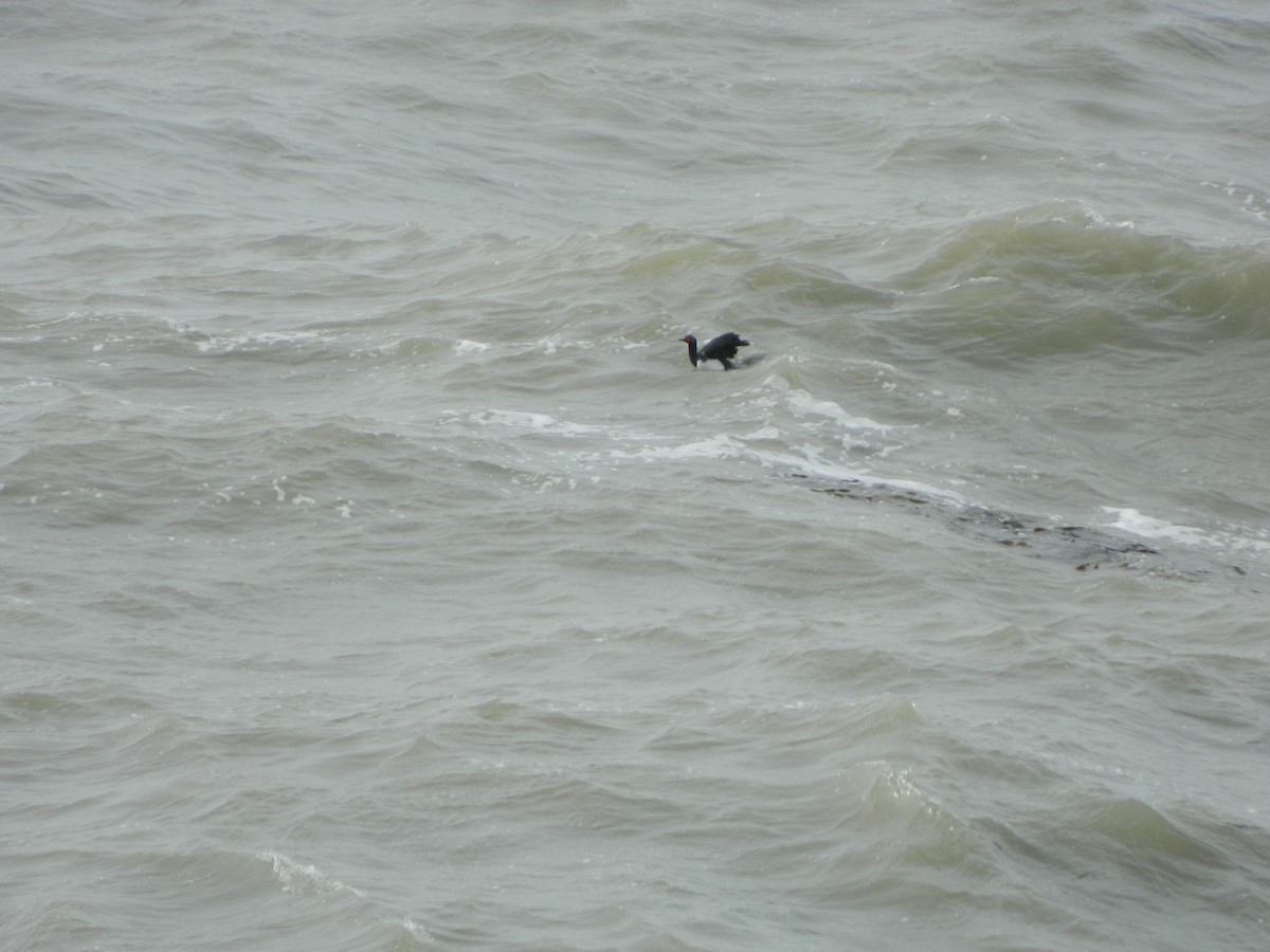 Magellanic Cormorant - ML641138994